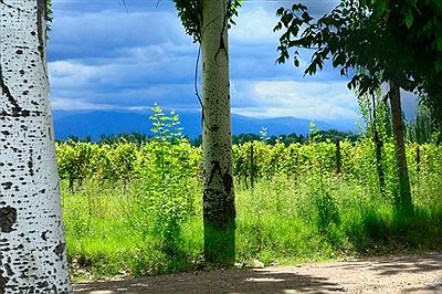 Colonia Las Rosas, Vista Flores, Tunuyan