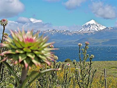 Cardos en Huechulafquen 