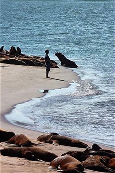 Lobería en Necochea/Quequén.