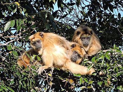 MONOS CARAYA EN LA RESERVA NATURAL