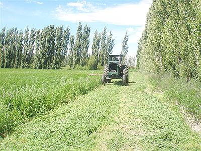 Corte de Pasto (alfalfa)