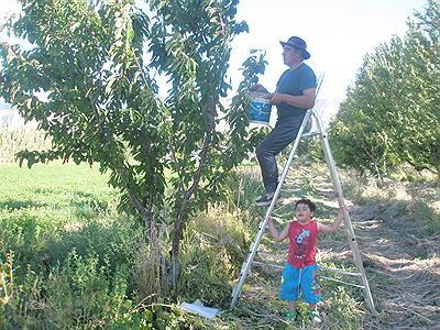 Cosechando cerezas