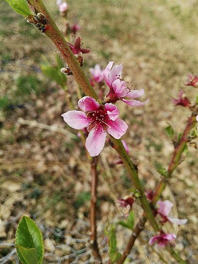 Almendro en Flor