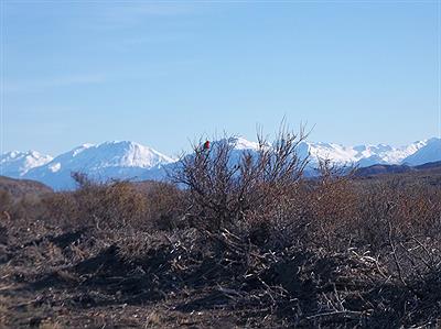Paisaje y pecho colorado