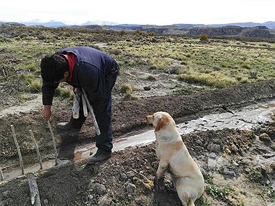 Plantacion de alamos
