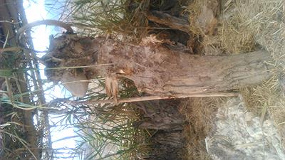 Belén en Quel la rioja