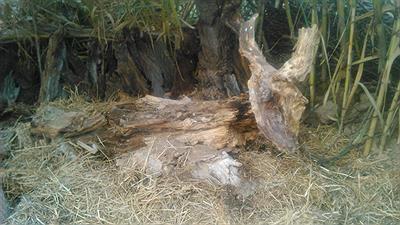 Belén en Quel la rioja