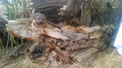  Belén en Quel La Rioja