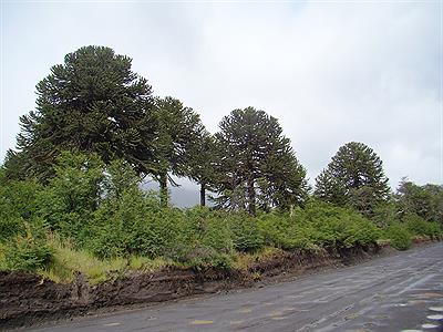 Camino de tierra desastroso