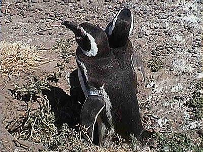 Pingüino con brazalete
