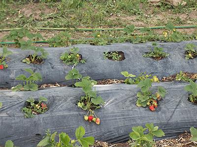Frutillas en Chacra Lago Posadas
