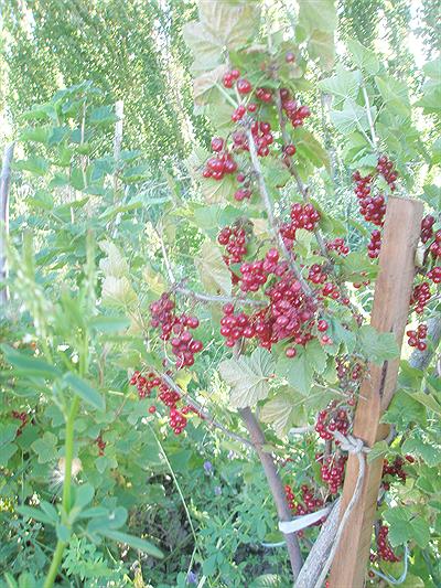 Corintos Chacra Lago Posadas