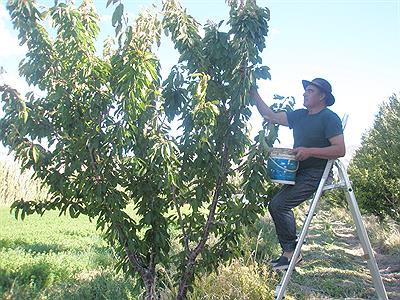 Chacra Lago Posadas Cerezas