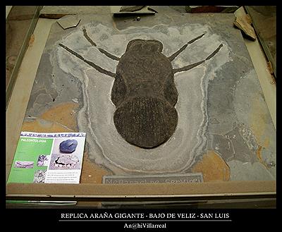 Araña más grande del mundo