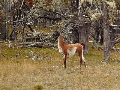 CAMINO A TOLHUIN: TIERRA DEL FUEGO