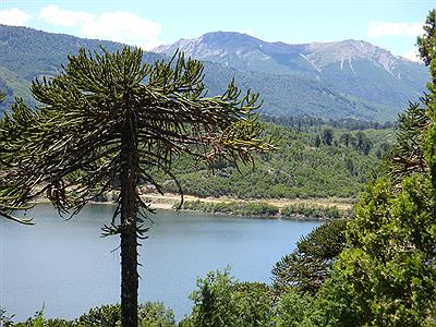 Parque Nacional Lanin