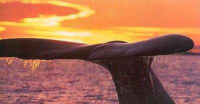 Ballena zambulléndose