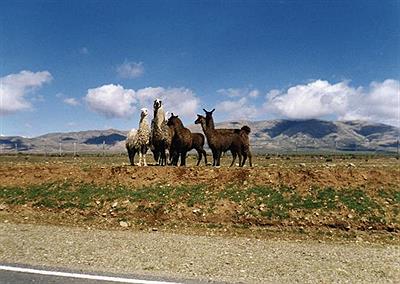 Título de la foto 1