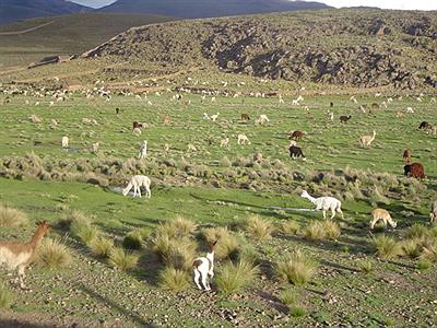 Al costado de la ruta
