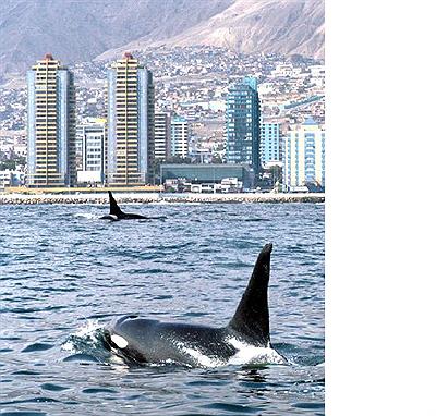 Ballenas en el pacífico