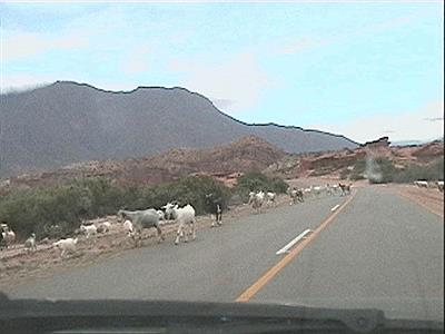 Quebrada de Las Conchas - Animales en la ruta