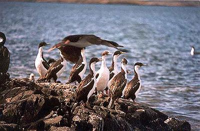 Cormoranes reales en la Isla de los Pájaros