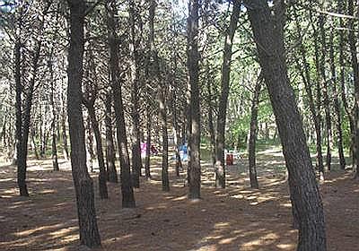 Bosque