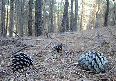 Bosque en primer plano