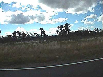 Palmeras en los alrededores de Papagayos