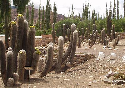 Vivero del Pucará de Tilcara