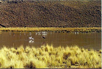 Laguna de los Pozuelos