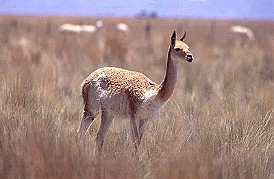 Vicuña