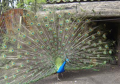Pavo Real del Zoo