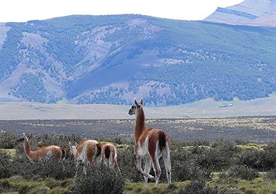 Guanacos patagónicos