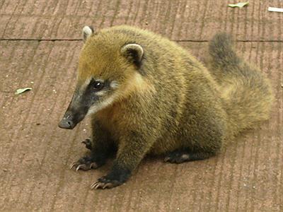 Coati