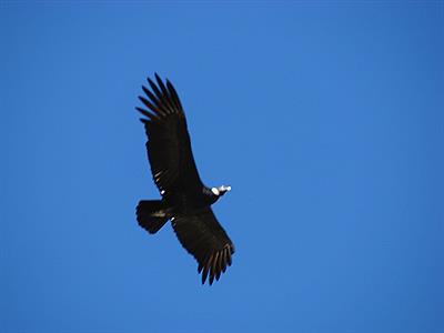 Quebrada del Condorito