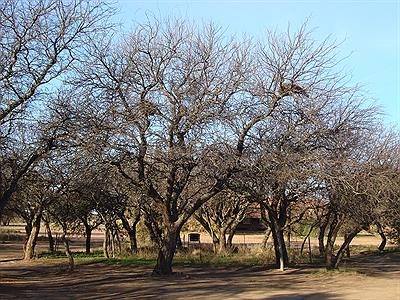 Bosque de Caldenes (Prosopis caldenia)
