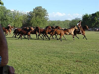Entrevero de tropillas