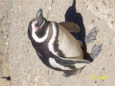 Pinguino-Caleta VALDES