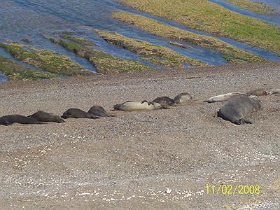 Elefantes marinos-Caleta Valdes