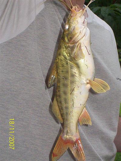 Bagre Amarillo-un clasico del Delta-