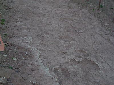 Pisadas de los dinosaurios
