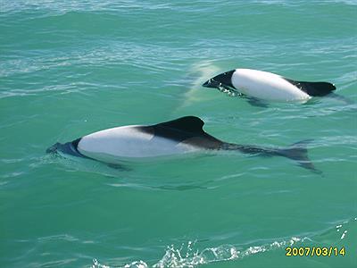 Avistaje de toninas overas