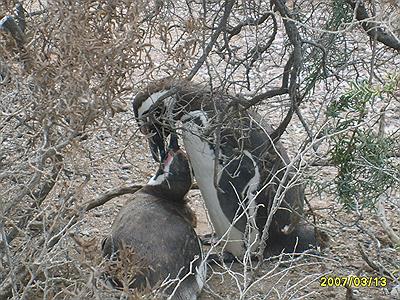 PINGUINERA DE PUNTA TOMBO