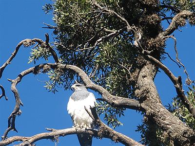 Águila Mora en Reserva de Merlo