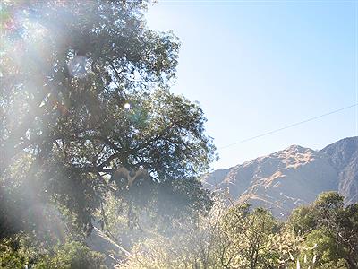 Águila Mora volando a 120 km