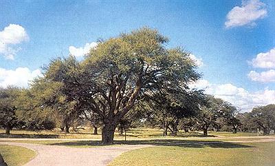 Caldén en medio de La Pampa