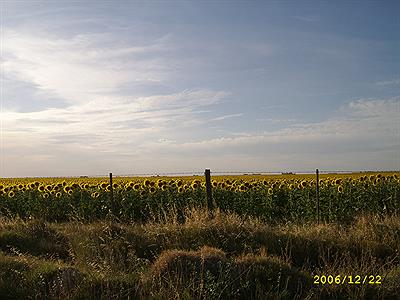 Pehuen-co    -Girasoles-