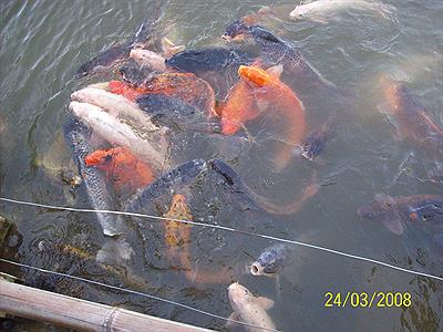 Jardin Japones  -Koi-