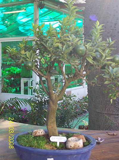 Jardin Japones   -Bonsai-